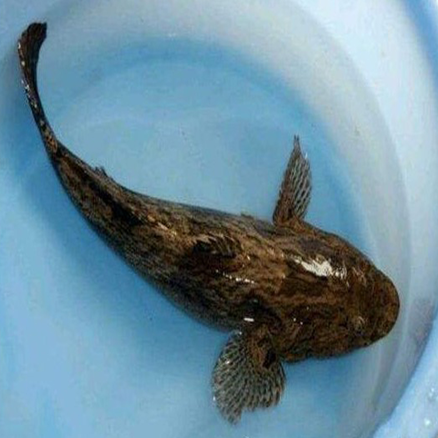 虎头野生野生虎新鲜呆子子鱼沙塘笋壳土憨500g淡水鱼类