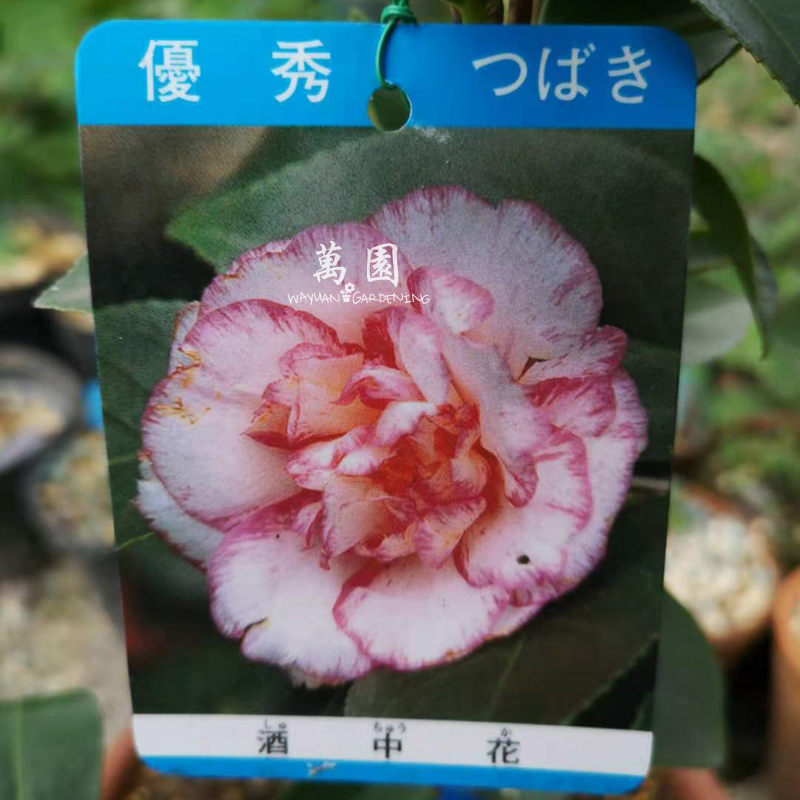 盆栽万园八重室内小品茶梅酒中山茶花进口日本花卉