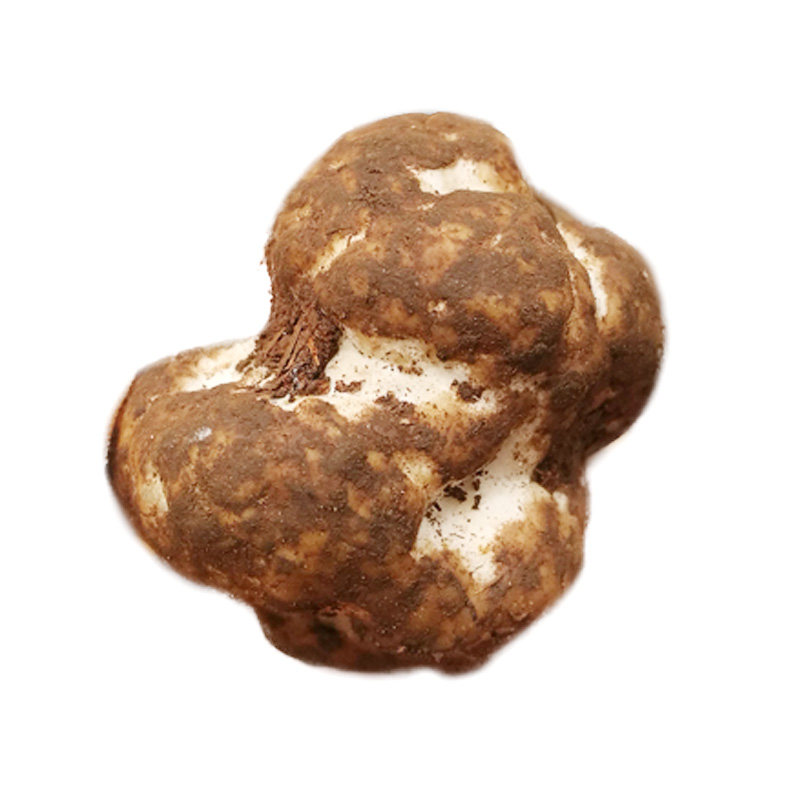 新鲜松露云南野生菌白松露冰鲜白松露菌块菌猪拱菌1-3cm蘑菇500g