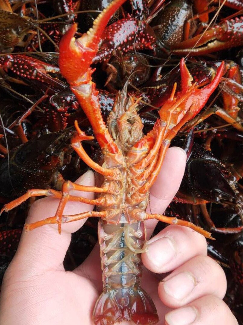 鲜活小龙虾调料送一三斤789钱活体清水盱眙江苏省活虾