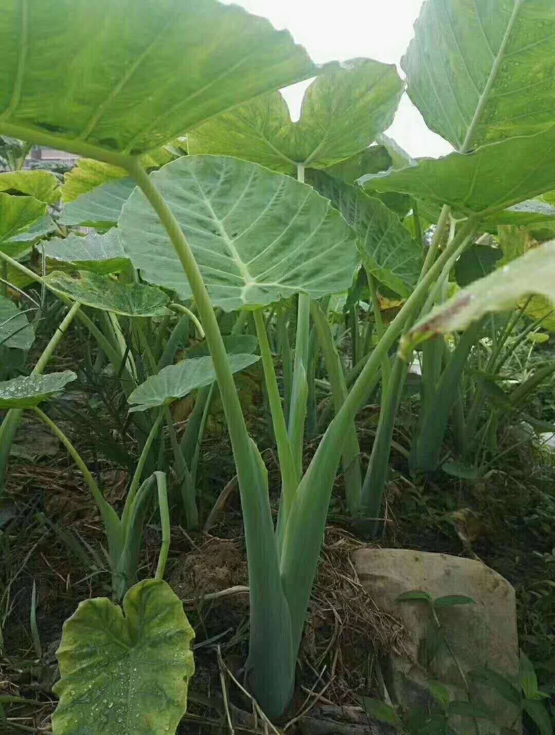 梅州特产酸芋酸辣客家芋禾爽脆下饭开胃浸芋其它干货