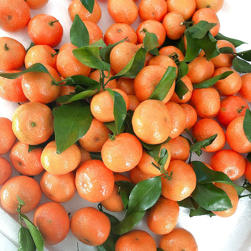 正宗广西砂糖新鲜沙糖当季小橘子水果薄皮桔子桔子