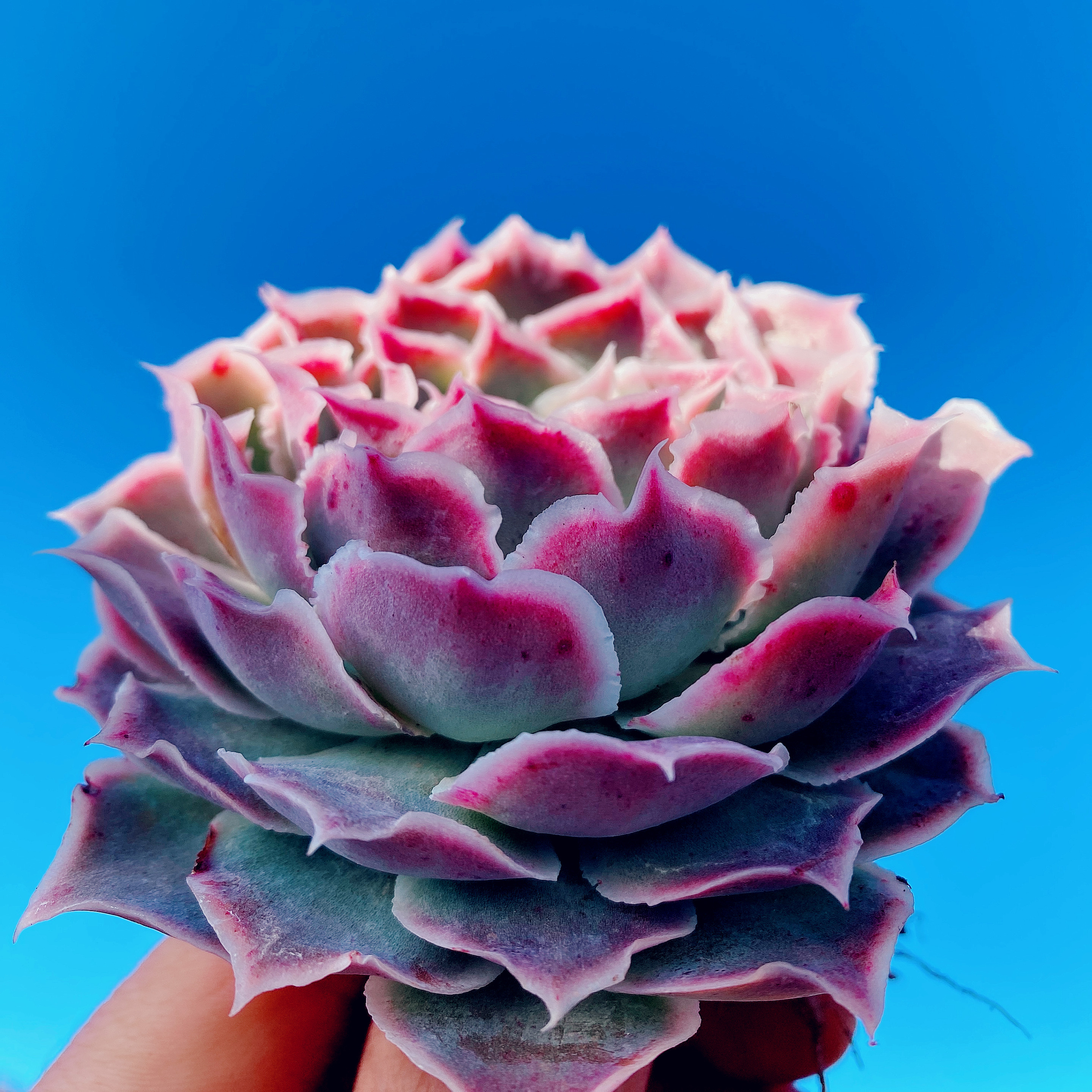 多肉冰雪女王韩货进口新品稀有品种冰边月影多肉植物