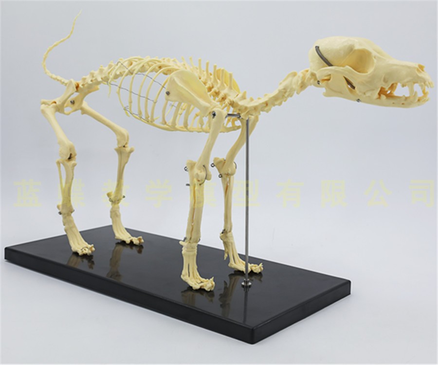 骨骼模型骨科器械标本宠物动物狗猫其他模型玩具