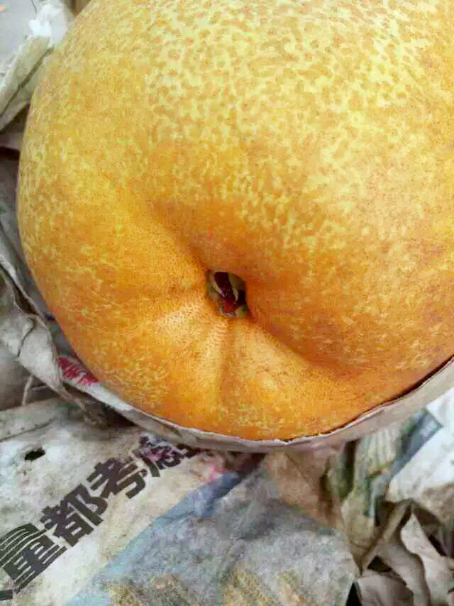 土特产温州雁荡山大荆冯村蒲瓜梨正宗自家农家特大梨