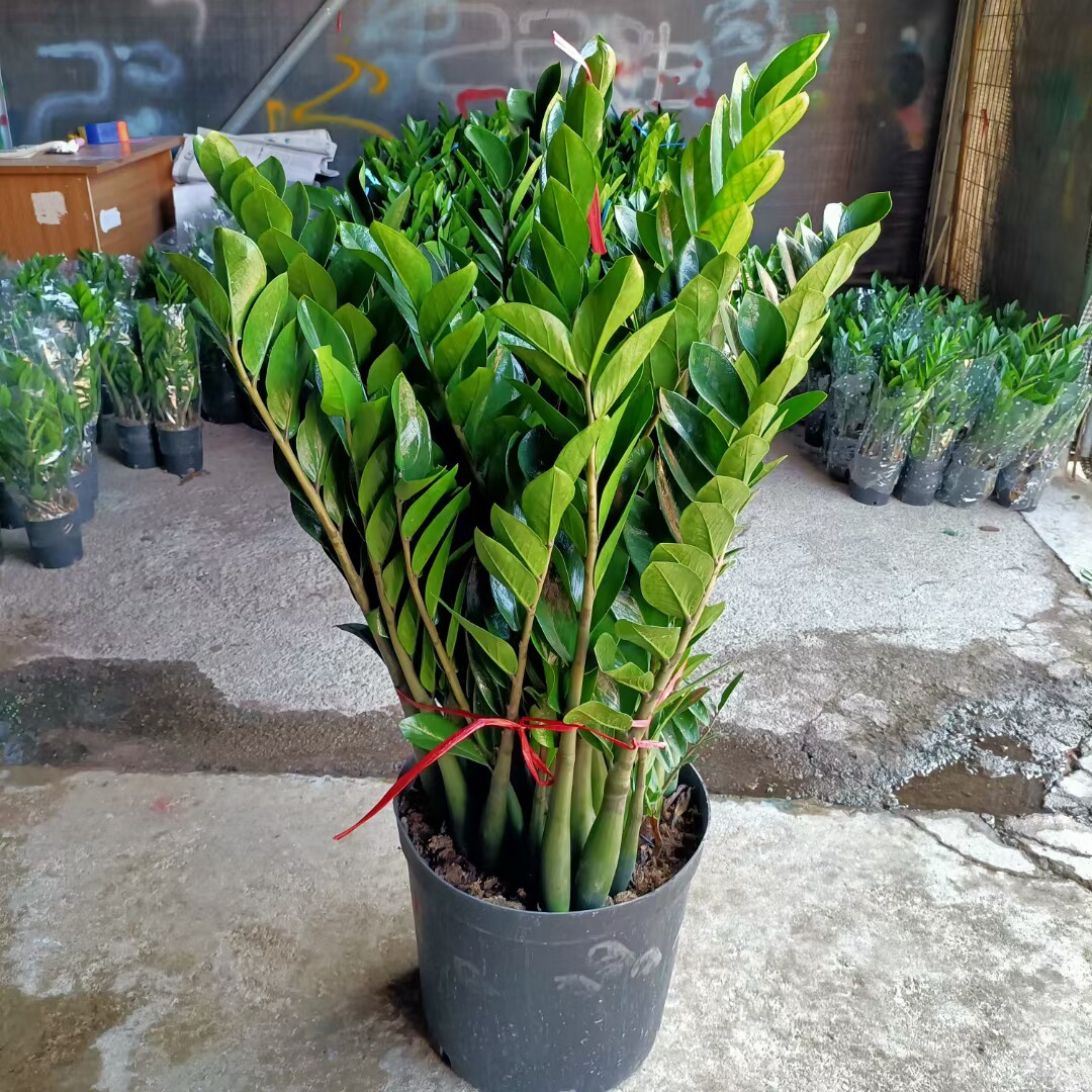 金钱树招财常青四季花卉绿植办公室客厅钱串子室内绿植