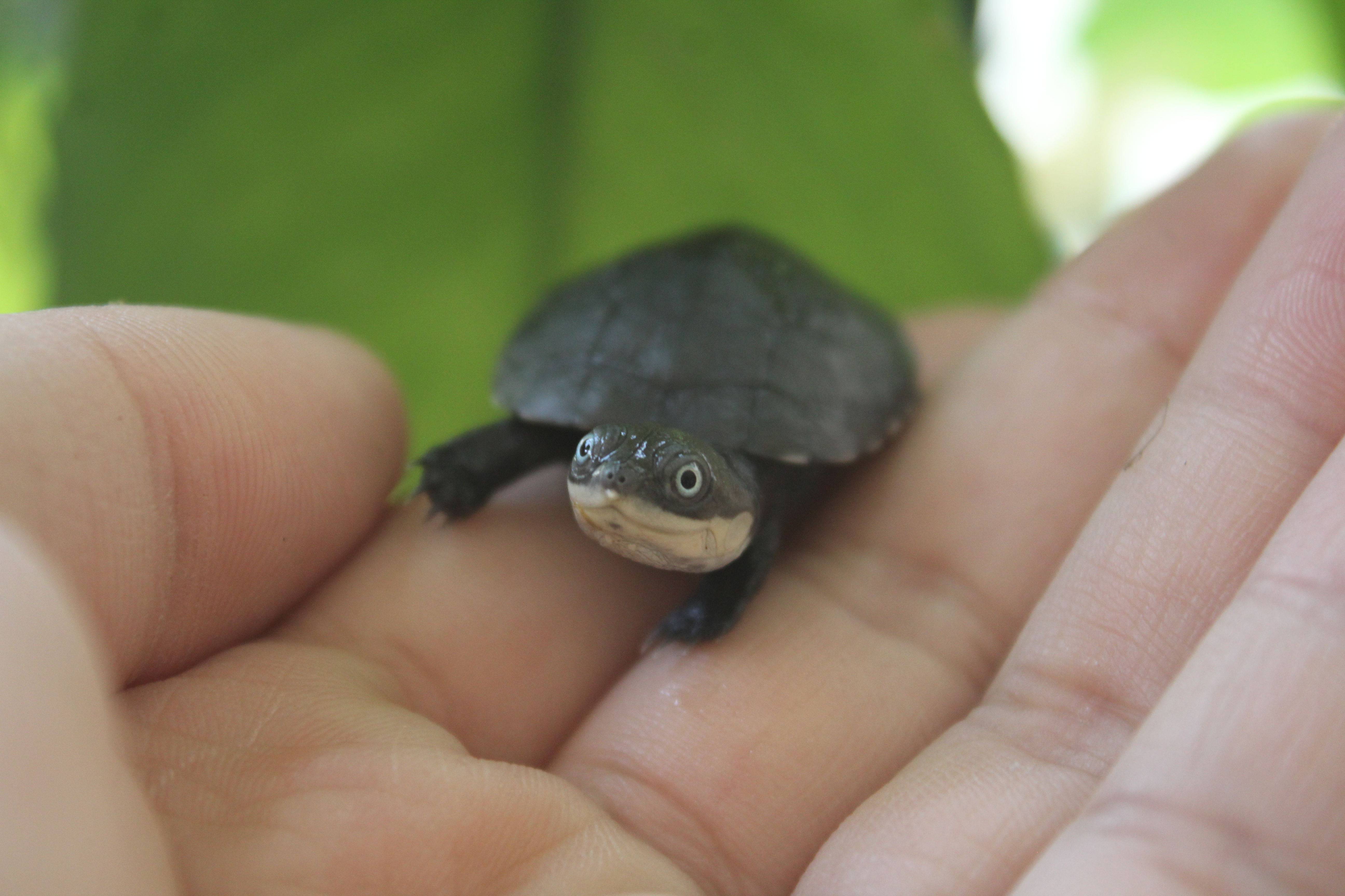 沼泽龟苗活体西非龟活体沼泽苗沼泽侧颈龟玩具圆澳深水吃鱼粪龟