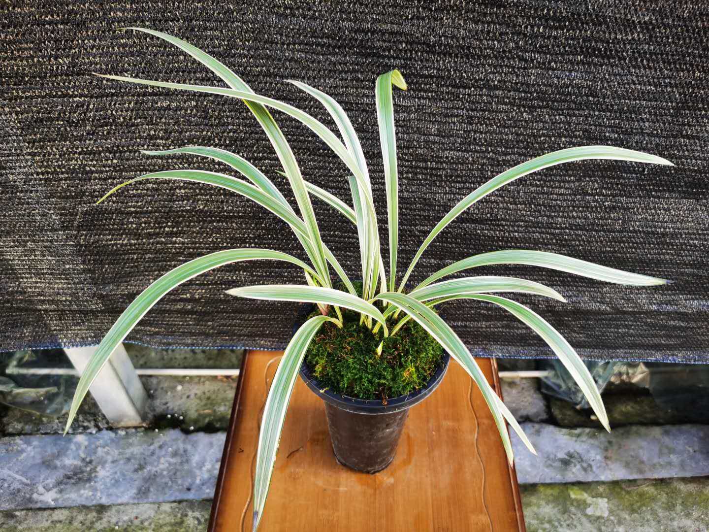 玉屏兰园建兰四季峨眉双艺叶艺花艺兰花兰草时令草本花卉