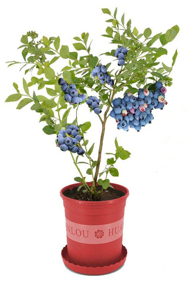 蓝莓四季盆栽地栽树苗当年结果南北方种植苗带果树