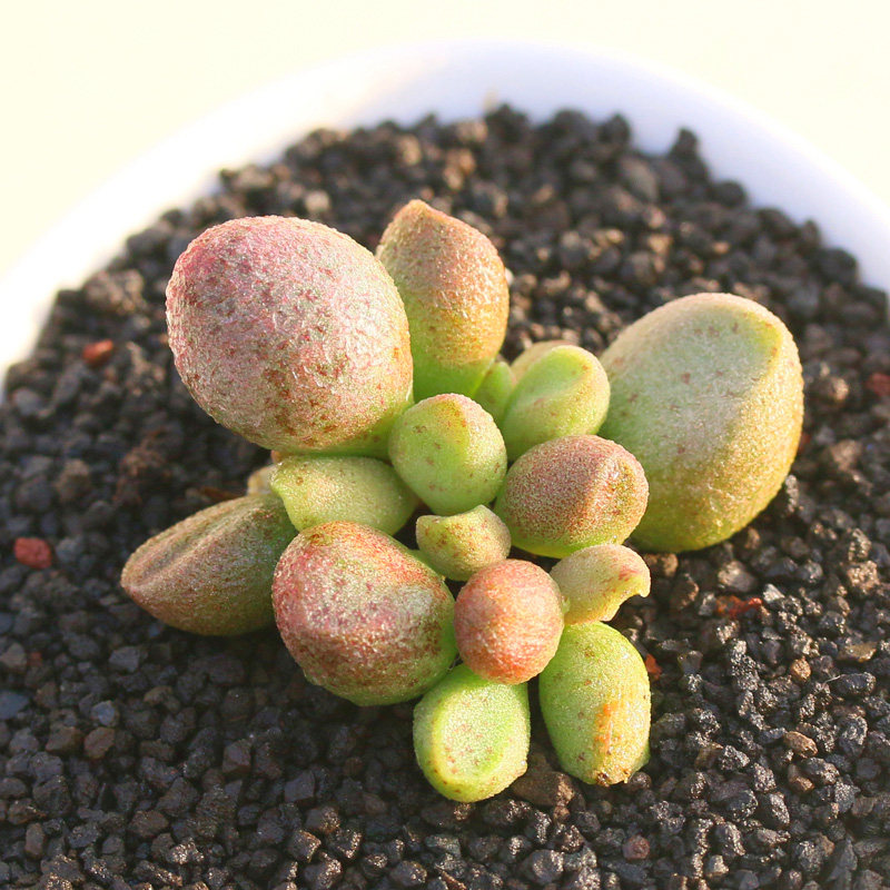 植物多沫园艺玛丽安水泡多肉办公室室内盆栽花卉多肉植物