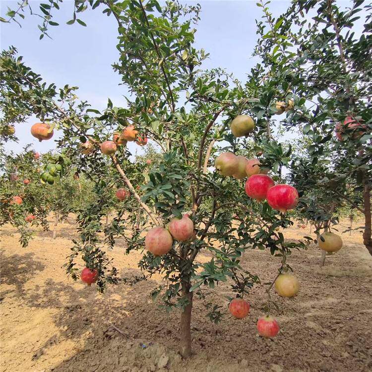 石榴青皮北方南方种植树苗果树新品种果树