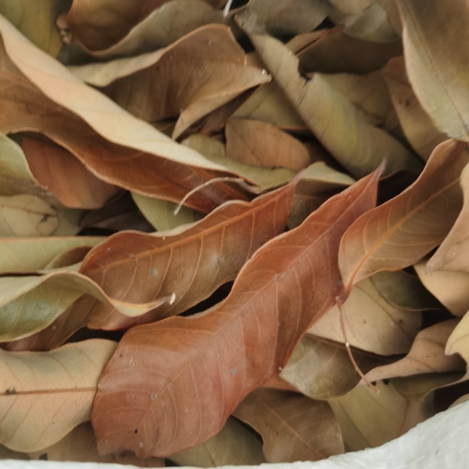 龙眼叶养龟防腐腐皮乌龟龟苗养育躲藏调节酸碱其他药食同源食品