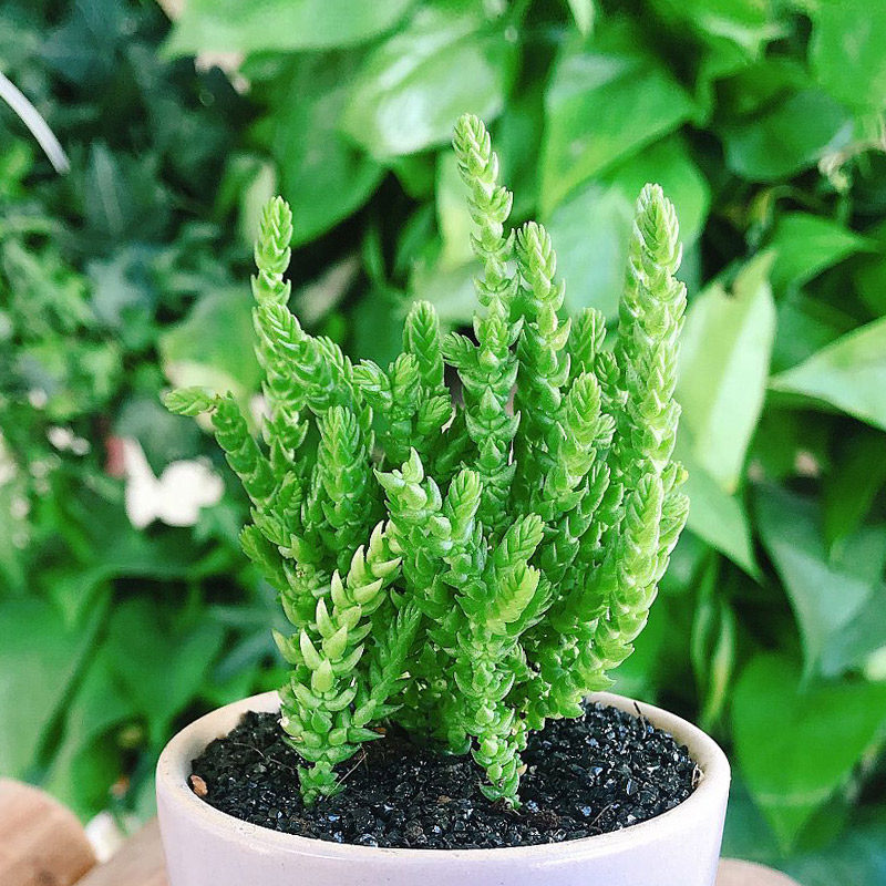 多肉18元包邮植物景天若绿桌面盆栽净化空气防辐射多肉植物