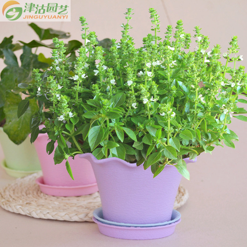 驱蚊香草除虫菊种子套装含盆夏季种植远离蚊虫家庭园艺种子