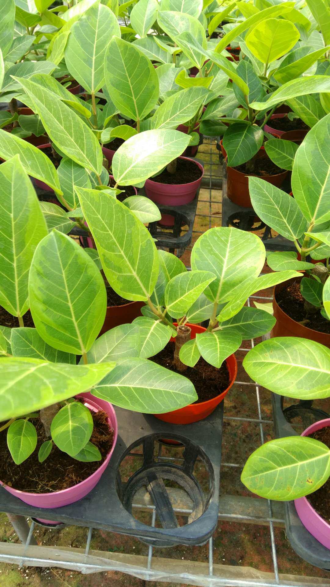 琴叶榕黄金富贵榕花金刚榕好养活绿植ins风盆栽室内大叶植物