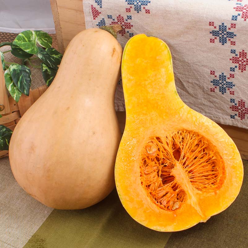 南瓜新鲜奶油胡桃一只butternutsquash迷你小南瓜食用南瓜