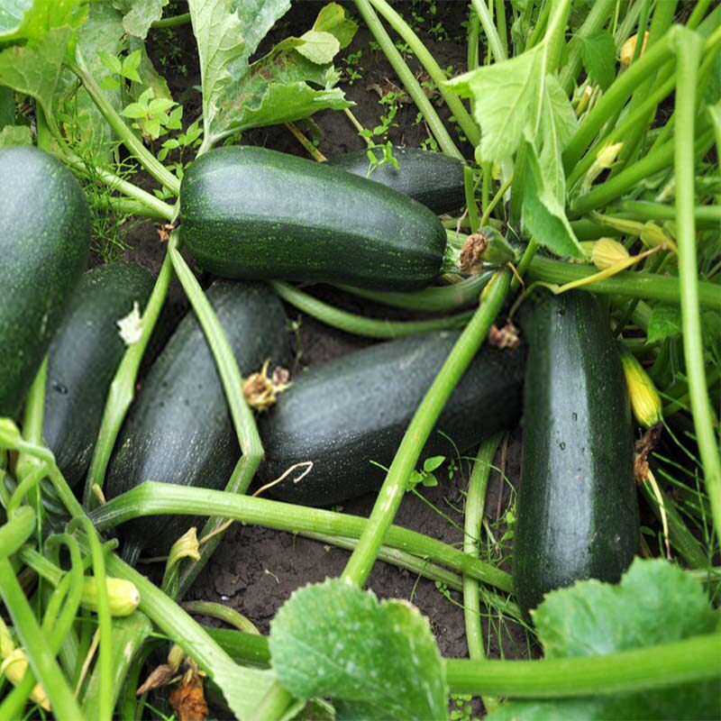 意大利烘焙食用西餐茄瓜南瓜青节夏南瓜zucchini西葫芦其它