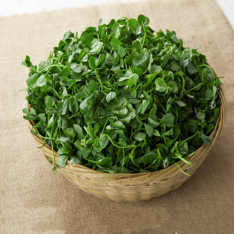 新鲜草头金花菜花菜苜蓿500g食用叶三齿农家上海叶菜类