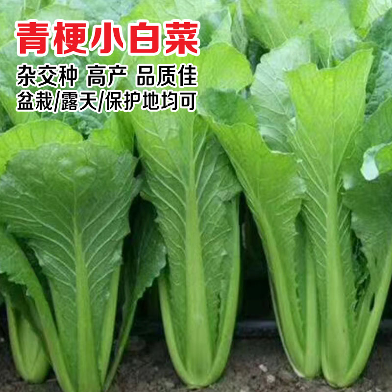 小白菜籽四季快菜冬季蔬菜种孑菜种子小青菜籽奶油青梗阳台菜园