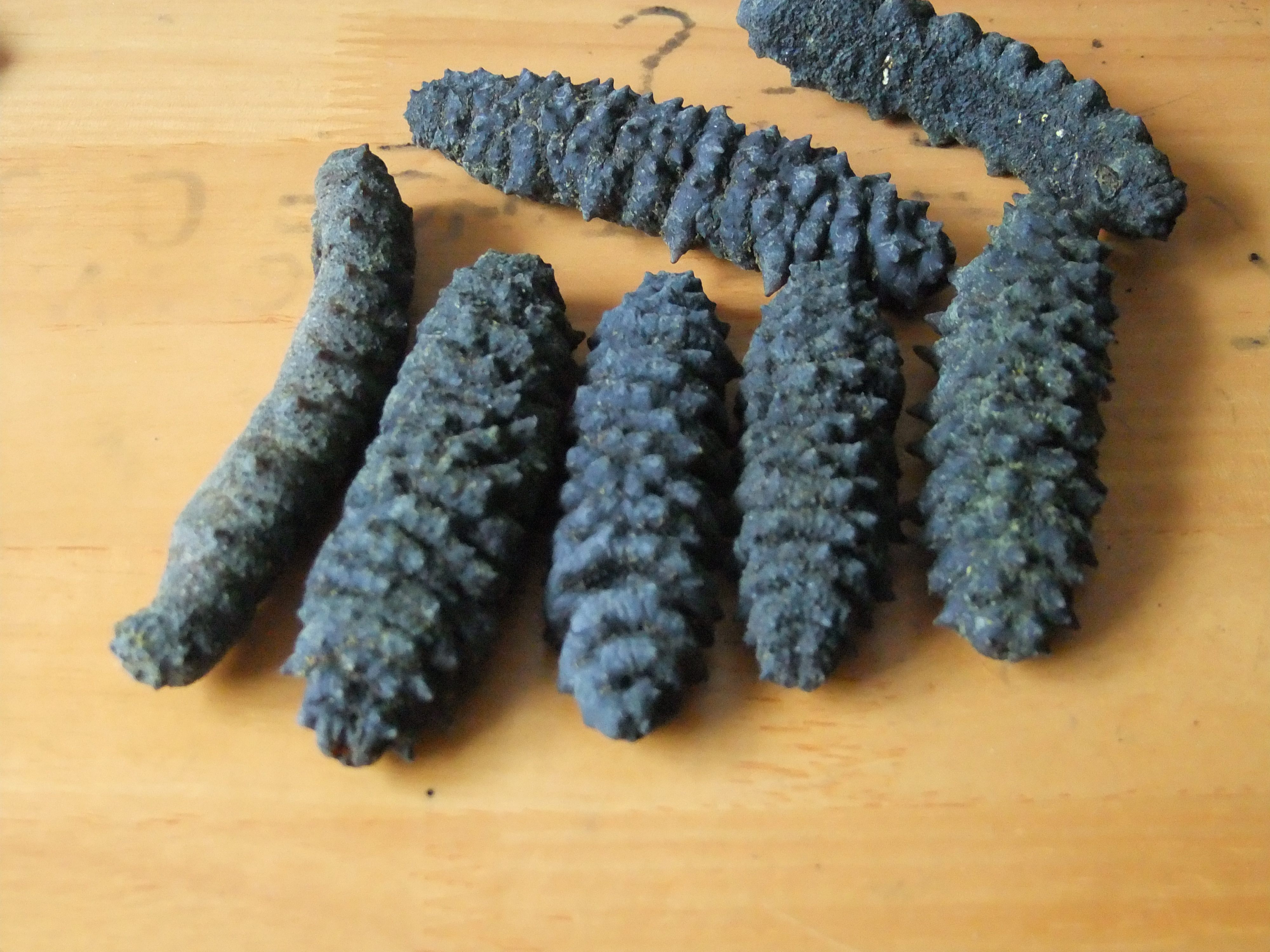 土耳其参梅花参龙纹参进口淡干海参野生海参干货冷水米刺参500克 - 福