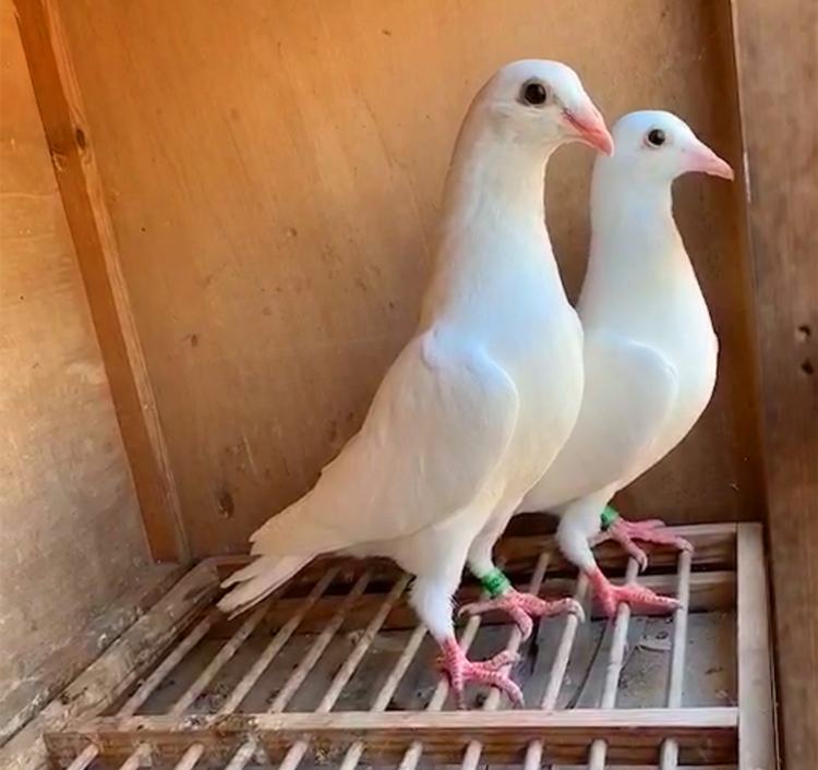 血统赛鸽纯白原配信鸽白色白血统幼鸽村松尼尔鸟