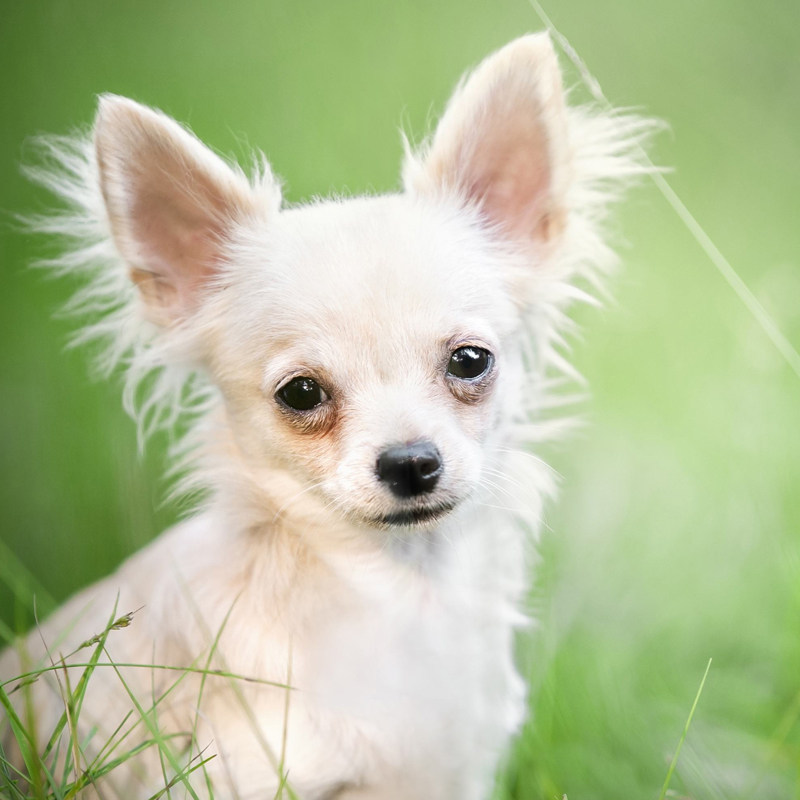 克隆贵宾博美吉娃娃腊肠巴哥比熊京巴西施活体其他宠物服务