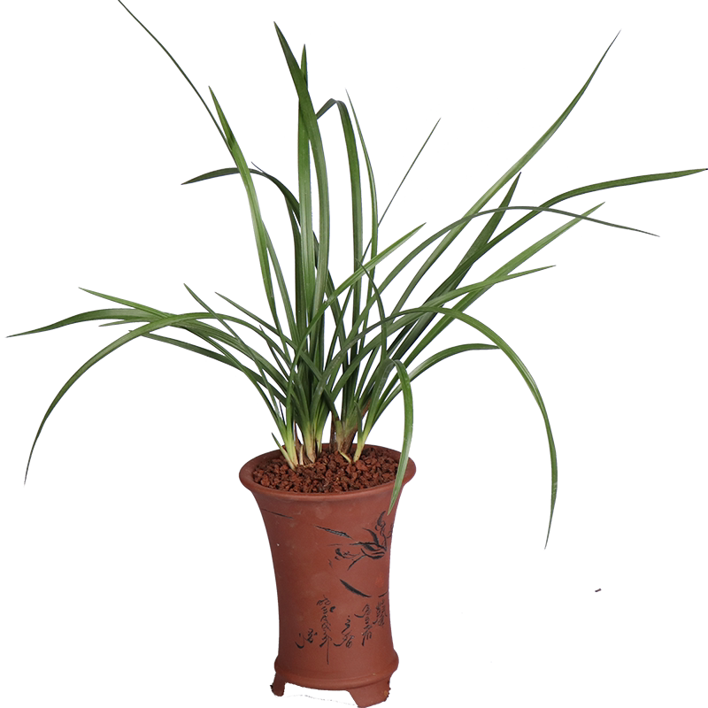 兰花兰草兰苗花卉绿植盆栽盆景书房客厅办公室时令草本花卉