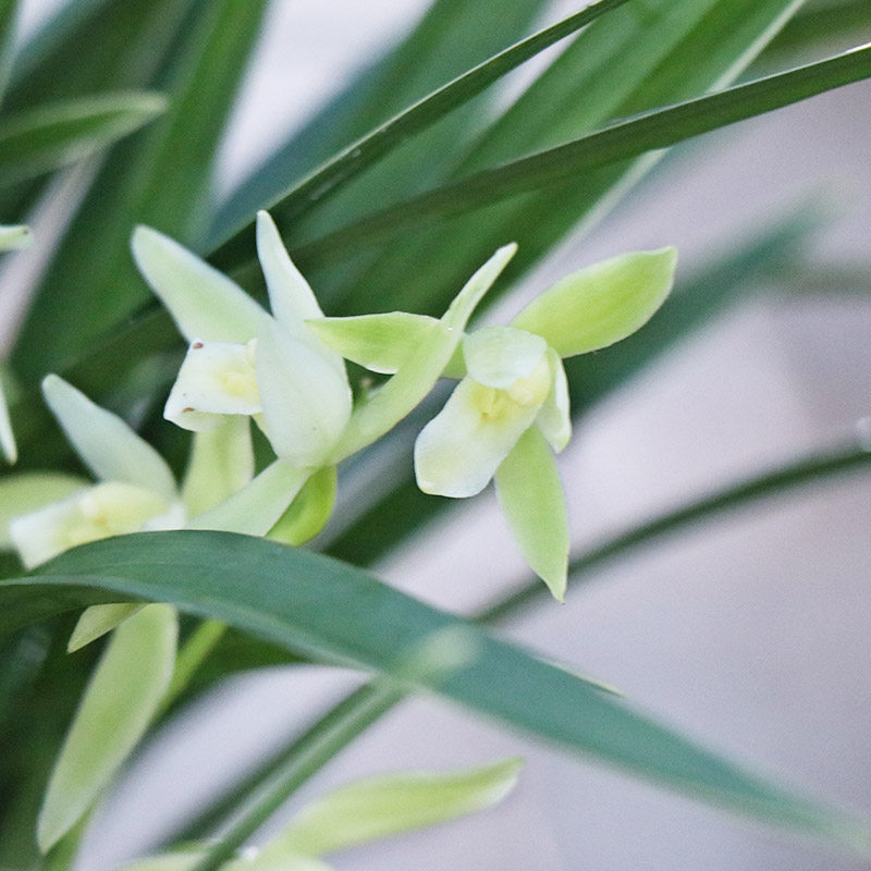 兰花好养高宅金边雪女建兰四季花苗室内花卉时令草本花卉