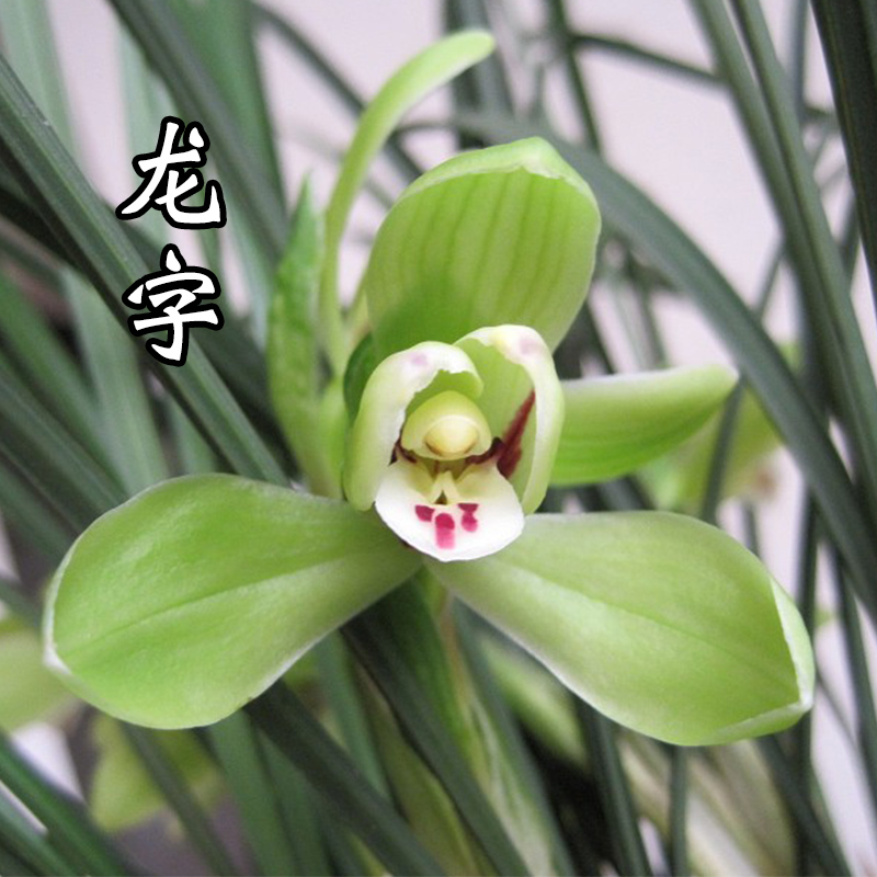 兰花龙字春兰老八之一室内外阳台客厅办公室好养时令草本花卉