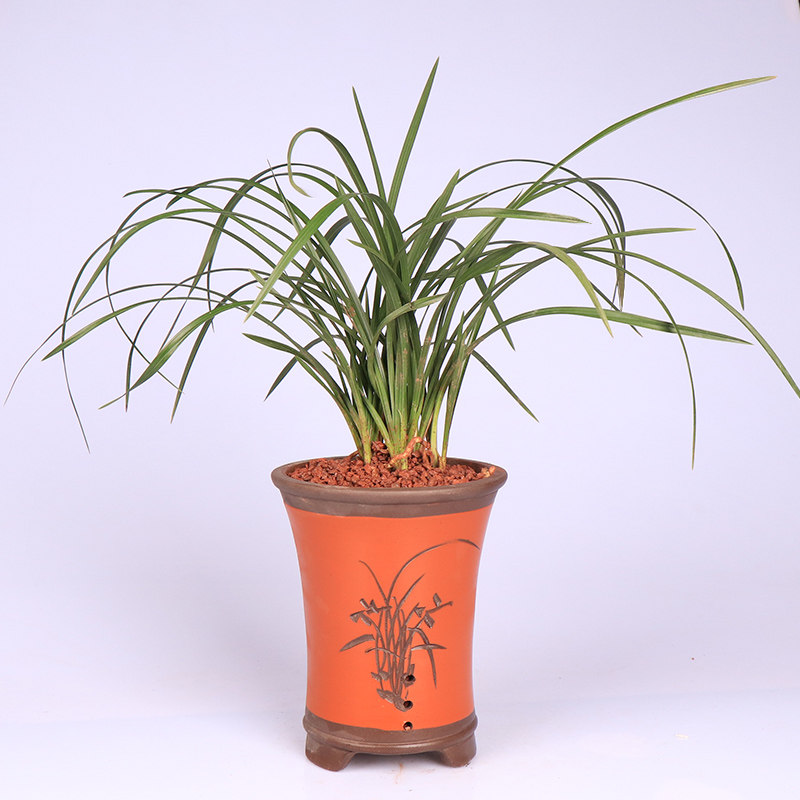 兰花祥荷大气花卉蕙兰荷瓣易兰花绿植盆栽室内时令草本花卉