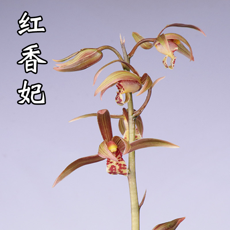 花苗高宅兰蕙兰红香兰花室内客厅盆栽绿植养花时令草本花卉