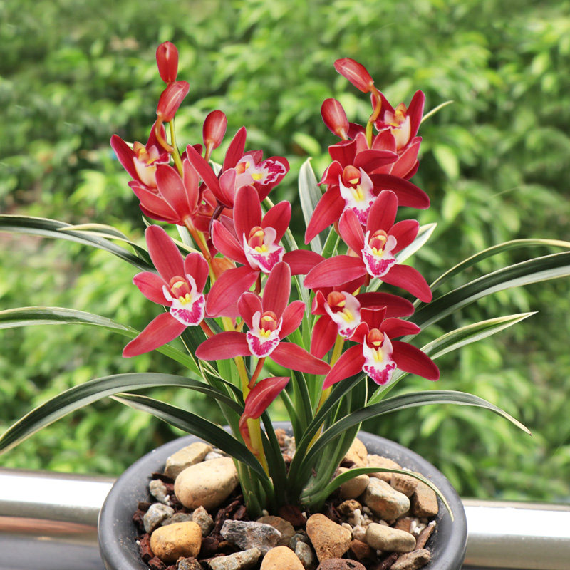 高宅兰花建兰玉鼎鼎红花卉盆栽绿植室内外好养时令草本花卉