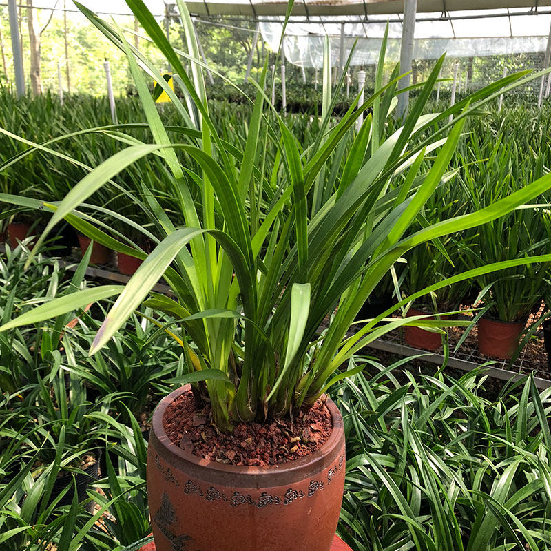 兰花大将军浓香香型花苗盆栽建兰四季室内花卉时令草本花卉