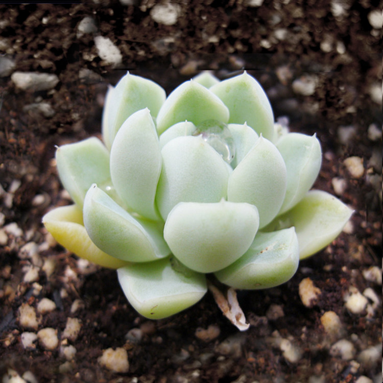 月影阿尔卑斯三森万物大棚直供多肉植物绿植盆栽多肉植物
