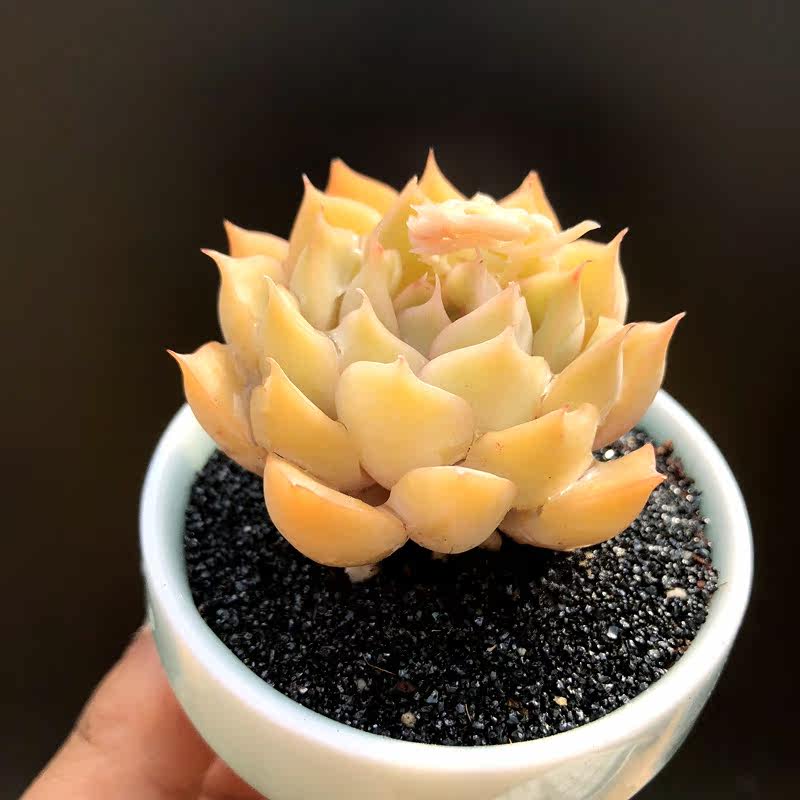 多肉冰雪女王果冻一物一拍大棚直供植物绿植多肉植物