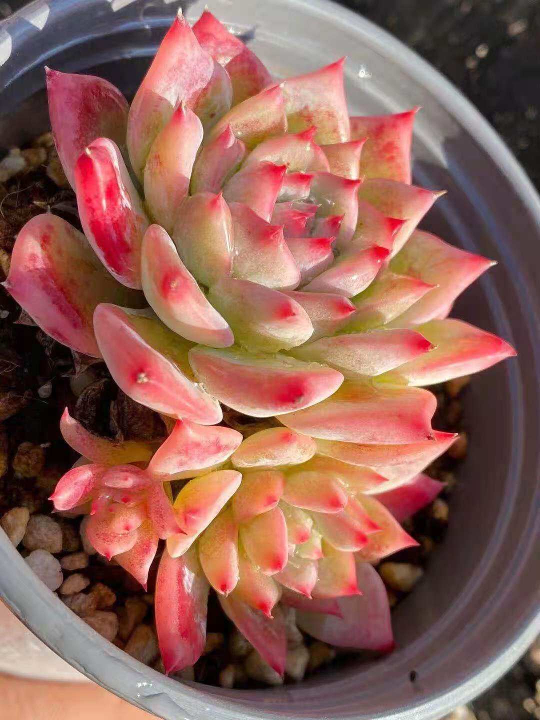 一物一拍ak玛利亚双头送一一头8厘米多植物多肉植物