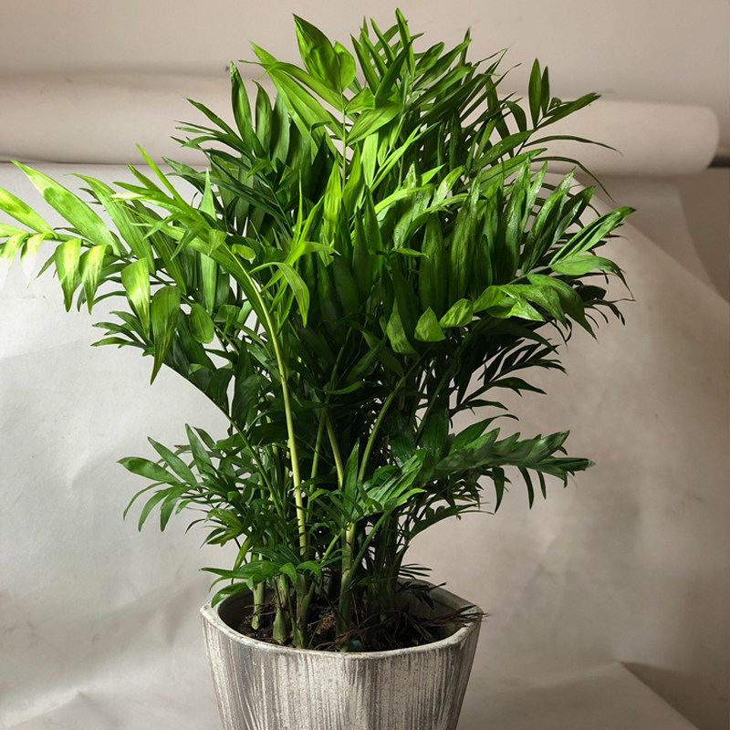 富贵椰子散尾凤尾盆栽办公室客厅室内花卉四季绿植