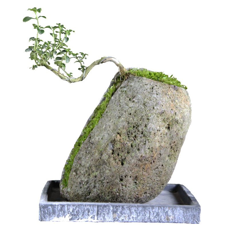 高山流水盆景石头倒扣花盆附石菖蒲景观造景装饰绿植