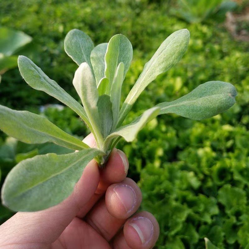 清明鼠曲毛草艾草田艾草鼠麴耳草绒毛草佛野生其它