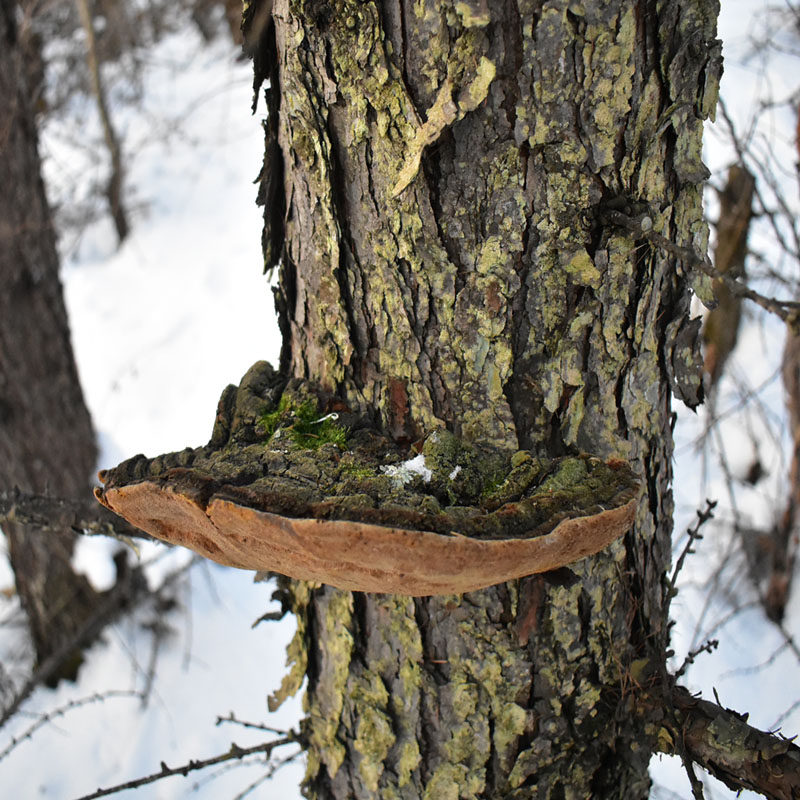 层孔松针野生长白山松木松树桑黄灵芝整枝切片整枝灵芝