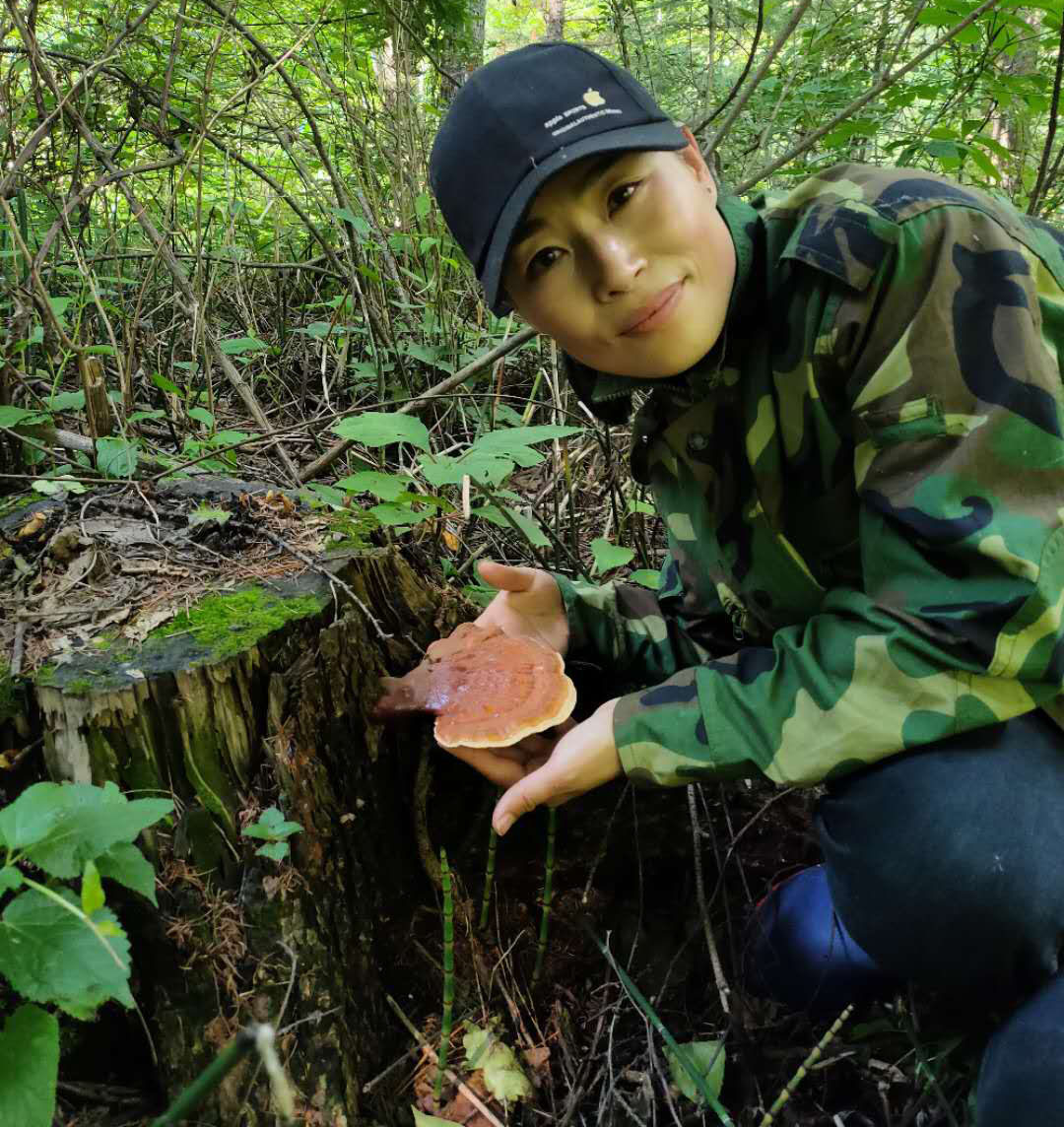 灵芝长白山野生松杉100g农家深山采摘铁杉白肉整枝灵芝