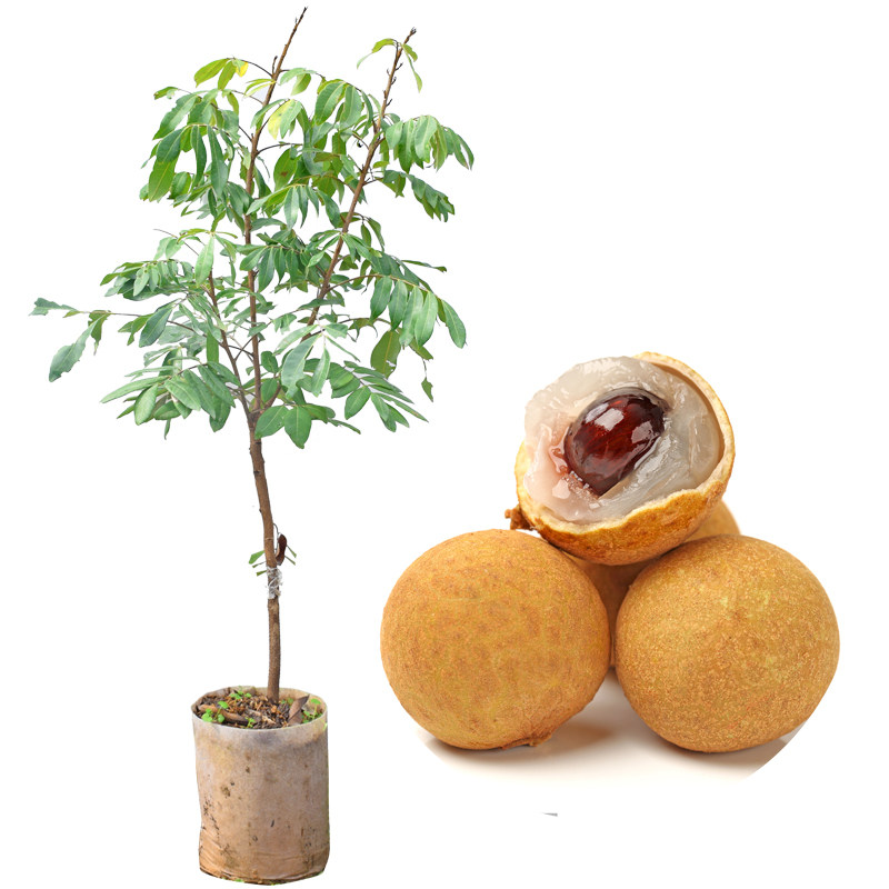 龙眼树苗石硖储良嫁接苗双季龙眼当年结果带泥果树