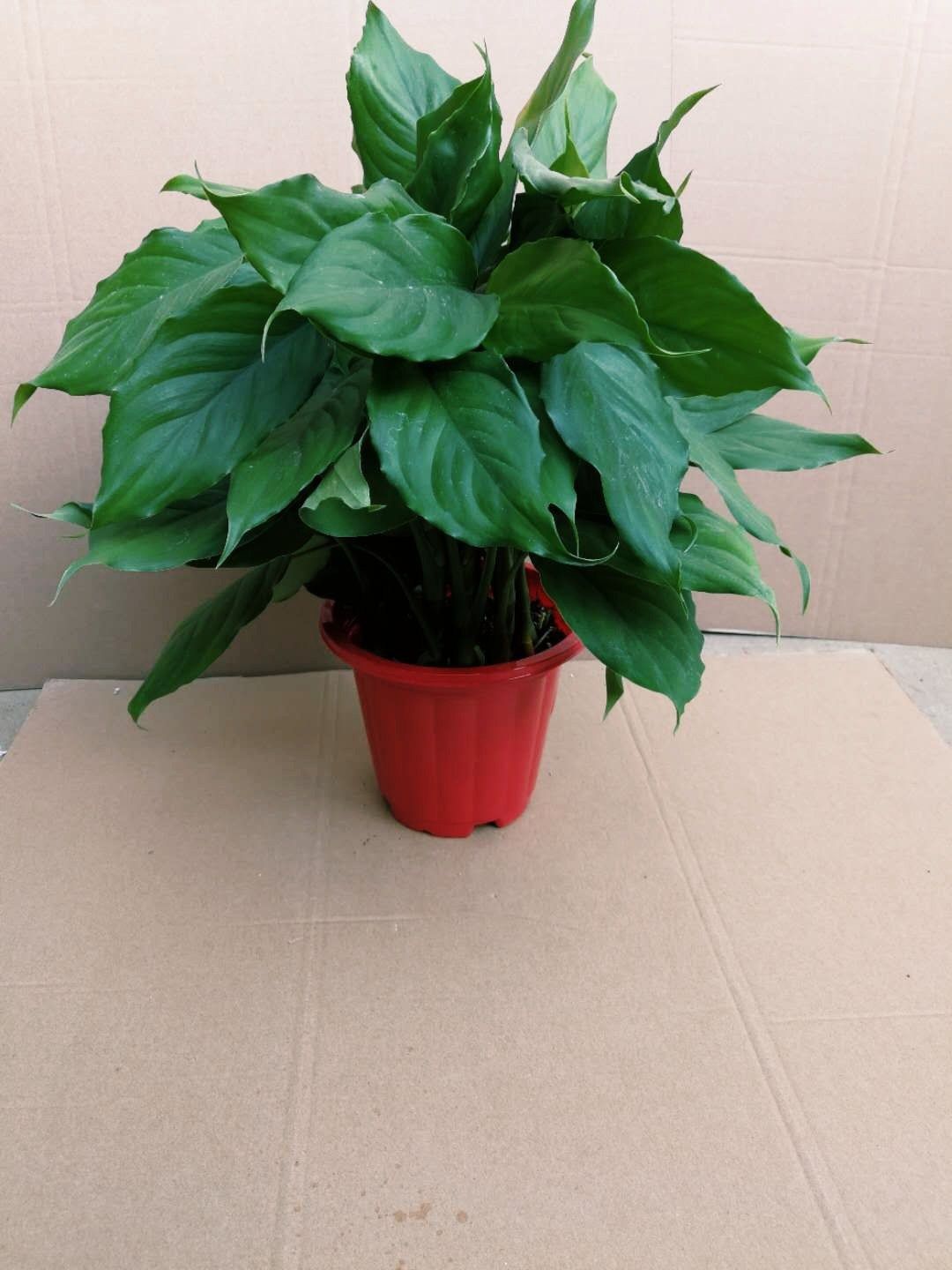 新品万年青绿巨人盆栽室内客厅大型盆景植物绿植绿植