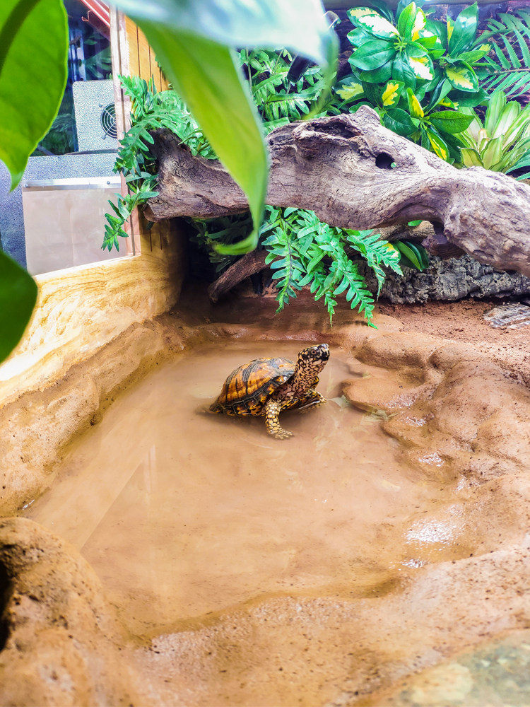 黄缘龟陆龟半水造景乌龟别墅橡木实木智能排水爬虫