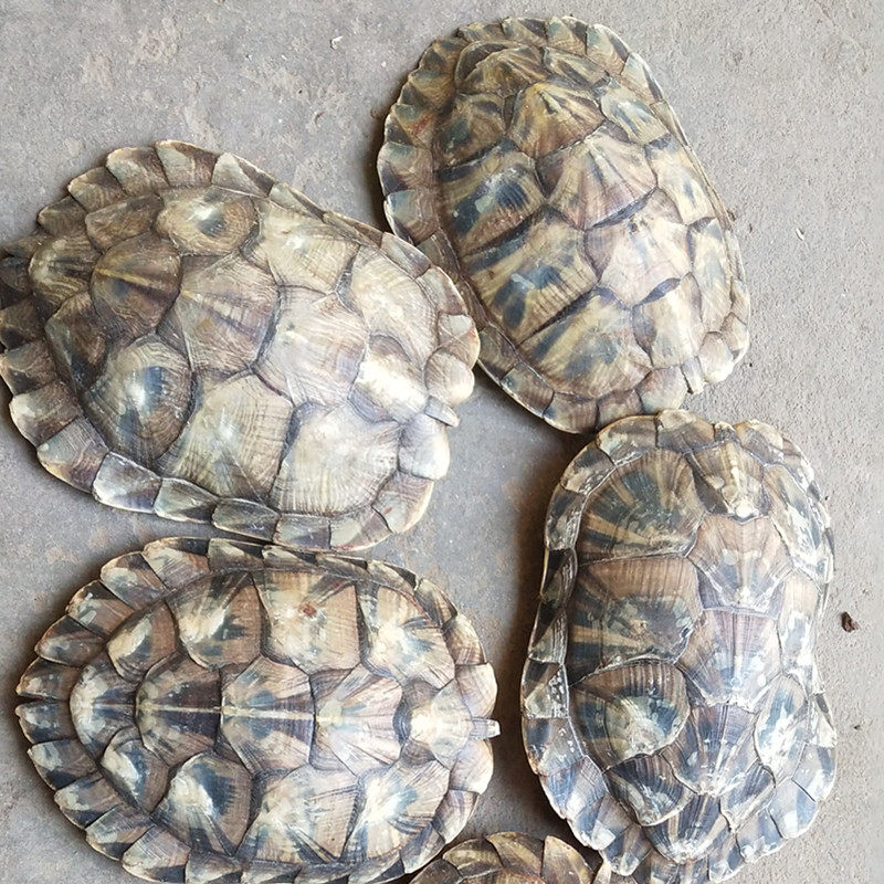 龟壳中药材乌龟壳背甲龟板新货500克包邮其他药食同源食品