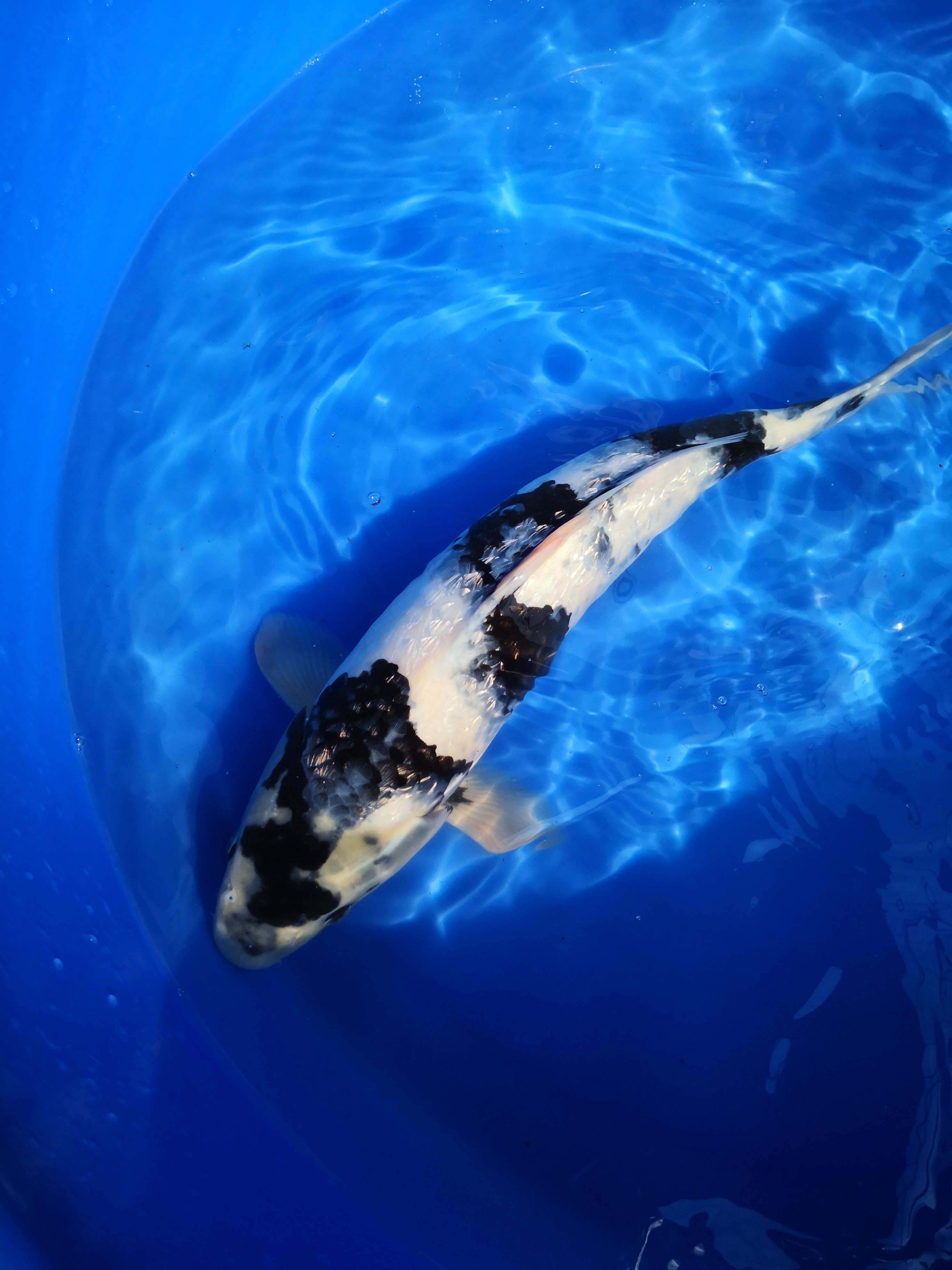 锦鲤纯种精品日本鲤鱼易活活体大型观赏鱼金子鱼