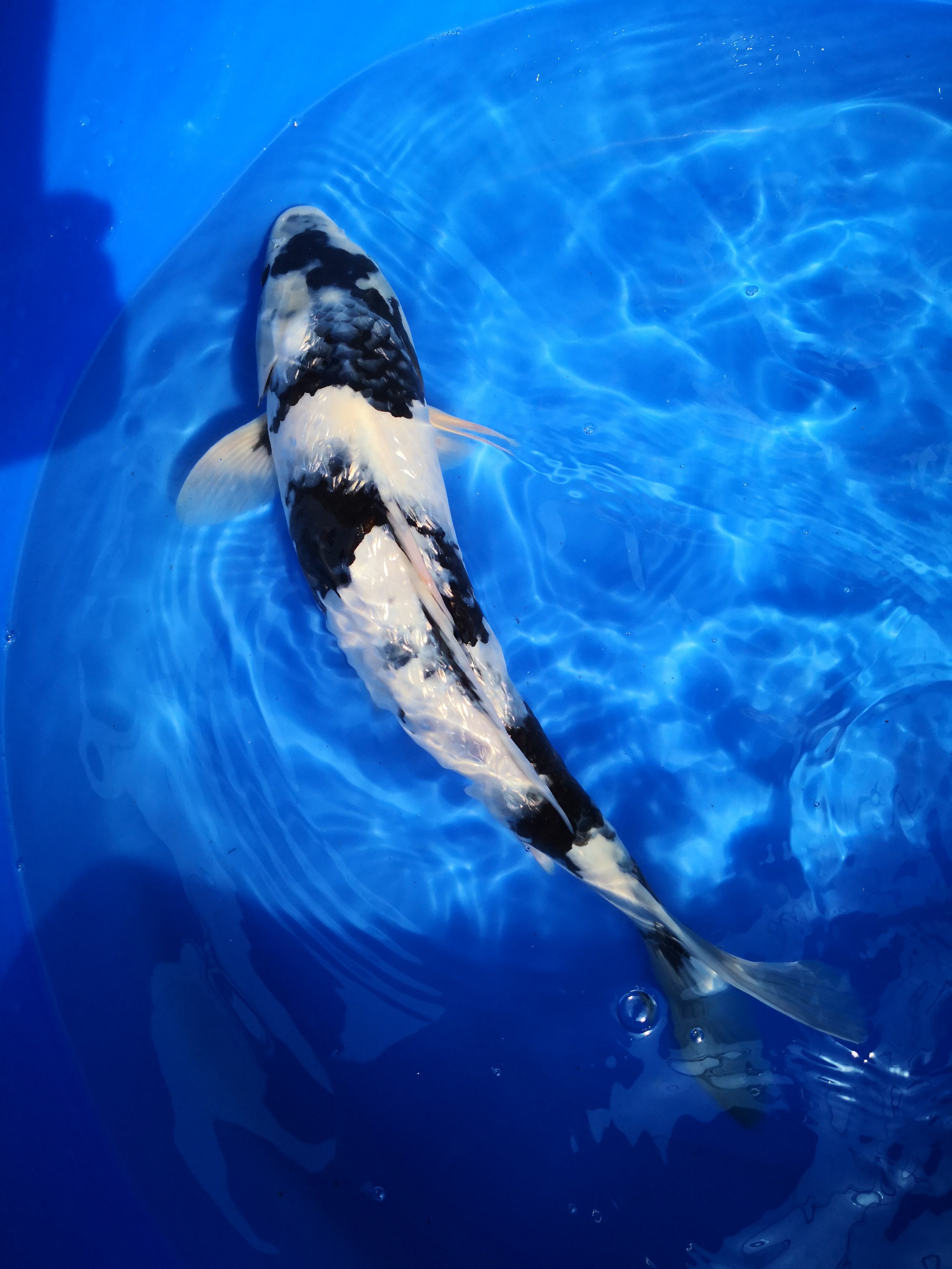 锦鲤纯种精品日本鲤鱼易活活体大型观赏鱼金子鱼