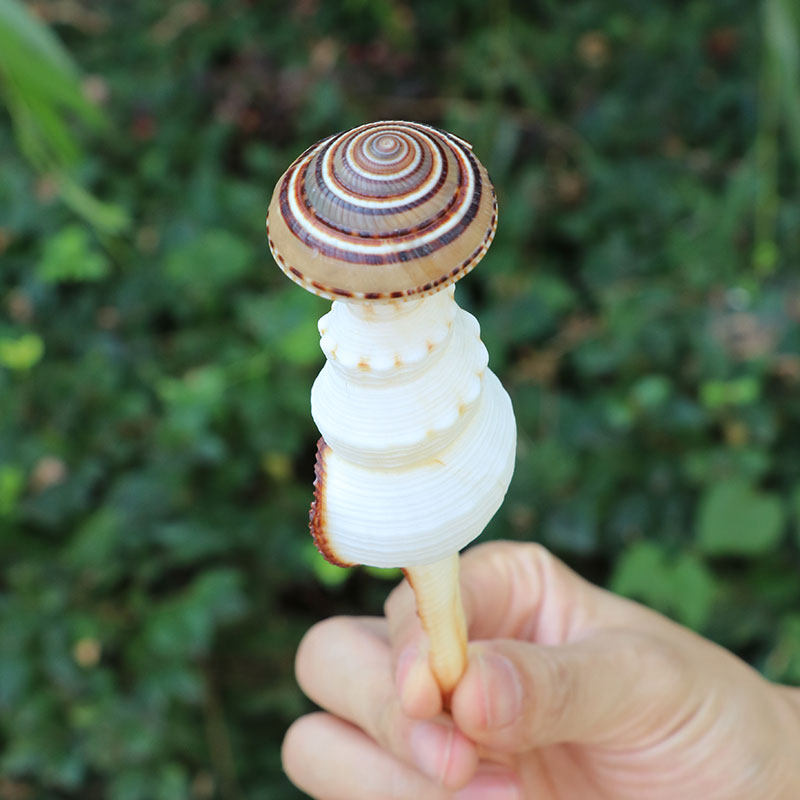 花斑长白旋螺天然海螺贝壳拍摄道具多肉微景观装饰品地中海摆件