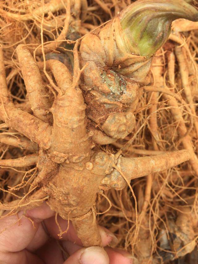 三七四年新鲜云南文山活田七潮七新泡酒煲汤三七