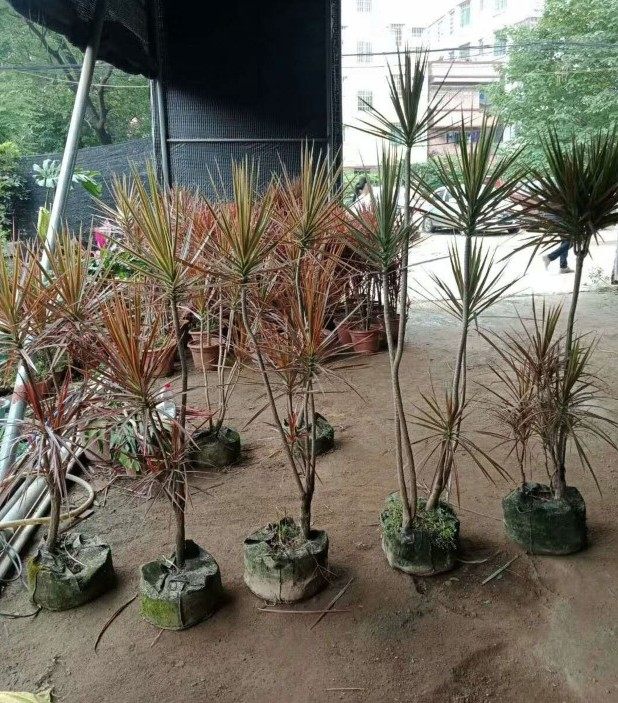 七彩铁树五彩铁树盆栽三色龙血树盆栽七彩铁千年木植物高大